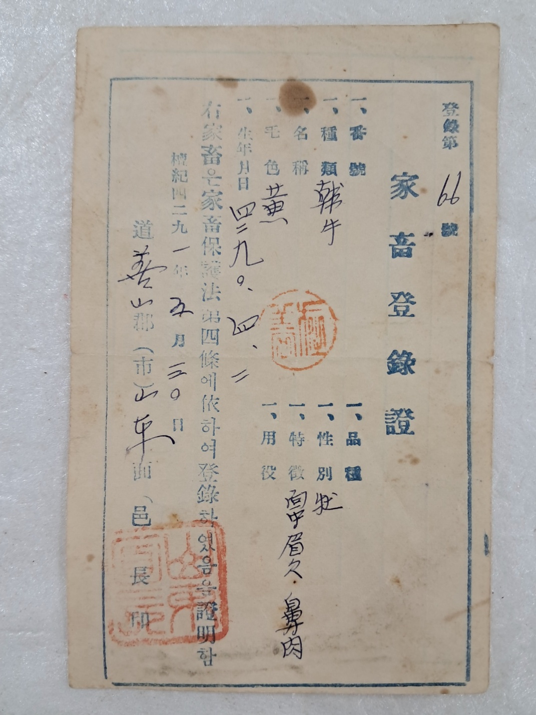 가축보호법(家畜保護法)의 의거해 경북 선산군(善山郡)에서 발급한 한우(韓牛) [가축등록증 家畜登錄證]