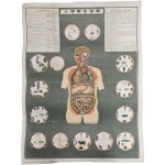 [25] 인체기생충도 人体寄生虫圖