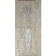 채색 인체경락도 [복인명당도 伏人明堂圖]