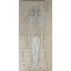 채색 인체경락도 [복인명당도 伏人明堂圖]