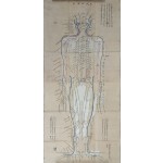 채색 인체경락도 [복인명당도 伏人明堂圖]